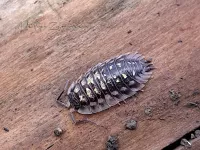 Pissebedden [Isopoda]